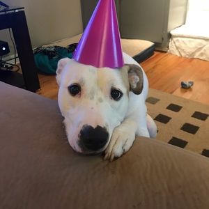 Meet your Posher, Chase